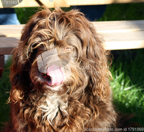 Image of scruffy brown dog