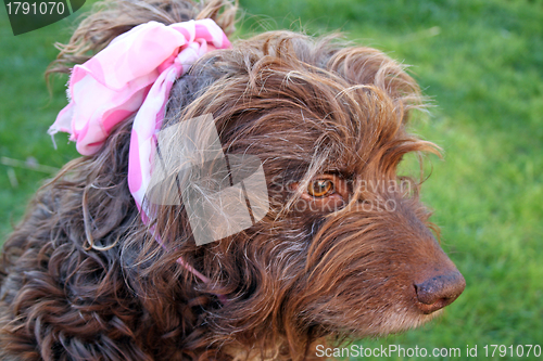Image of scruffy brown dog