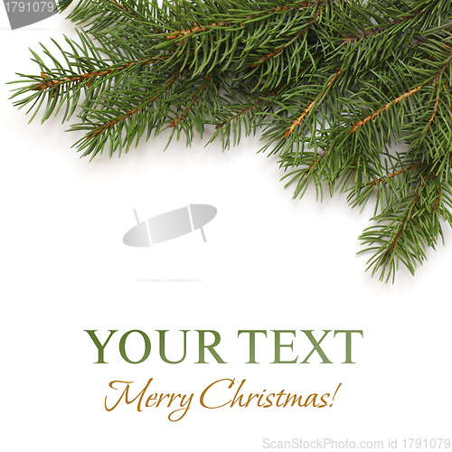 Image of Christmas tree branch on white background