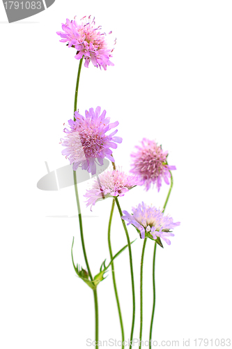 Image of Flower isolated on white background