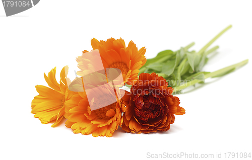 Image of Calendula flowers isolated on white background