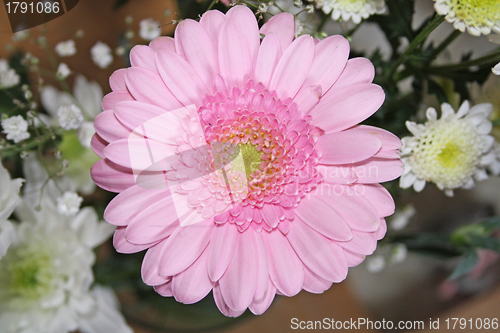 Image of pink gerbera flower