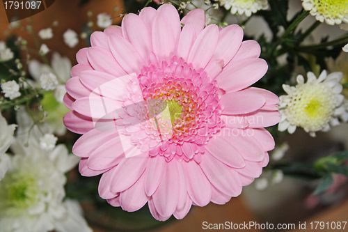 Image of pink gerbera flower