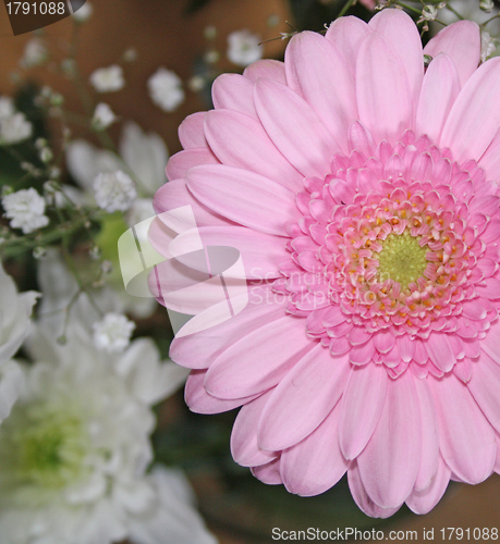 Image of pink gerbera flower