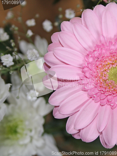 Image of pink gerbera flower