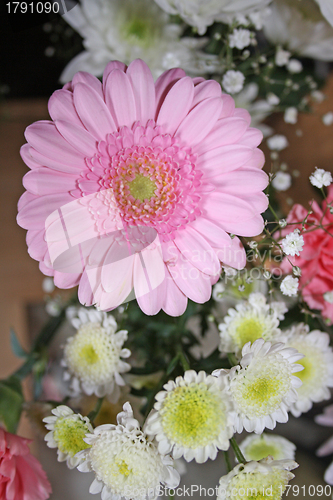 Image of pink gerbera flower