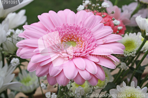 Image of pink gerbera flower