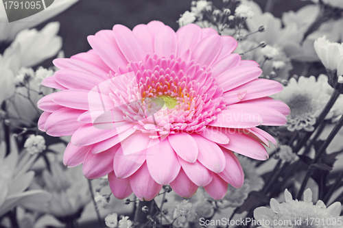 Image of pink gerbera flower