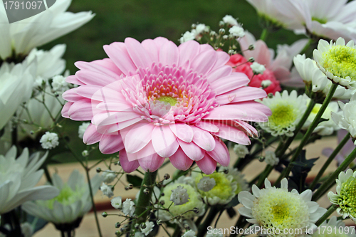 Image of pink gerbera flower