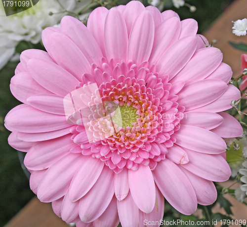 Image of pink gerbera flower