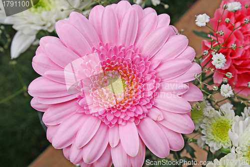 Image of pink gerbera flower