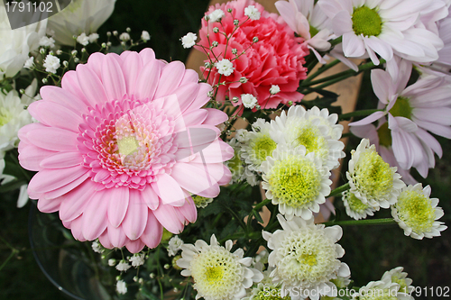 Image of pink gerbera flower