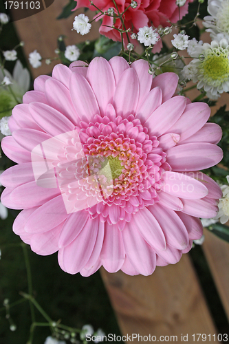 Image of pink gerbera flower