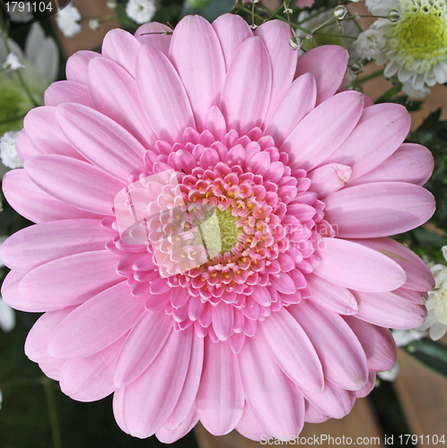 Image of pink gerbera flower