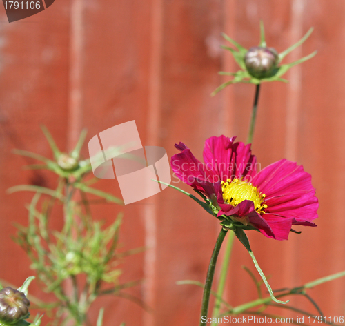 Image of cosmos flower