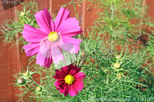 Image of cosmos flower