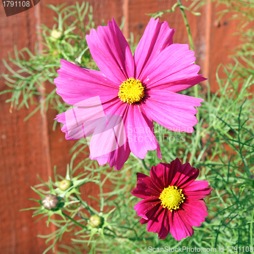 Image of cosmos flower