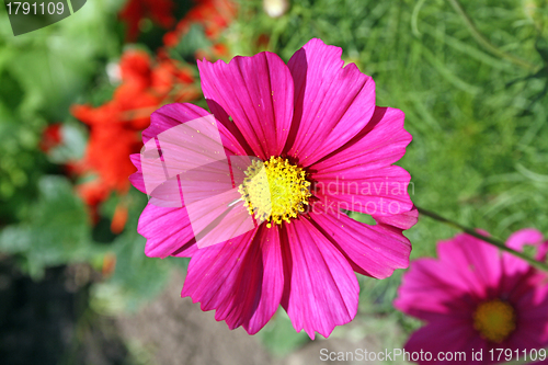 Image of cosmos flower