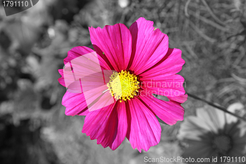 Image of cosmos flower