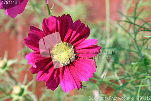 Image of cosmos flower
