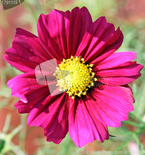 Image of cosmos flower