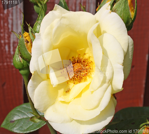 Image of yellow rose