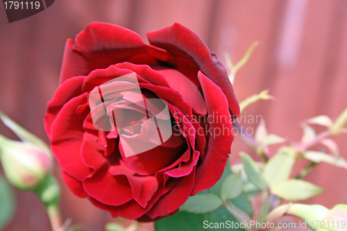 Image of red rose