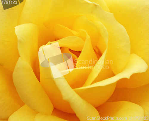 Image of yellow rose