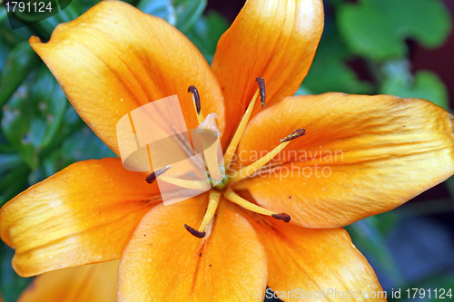 Image of orange lilly