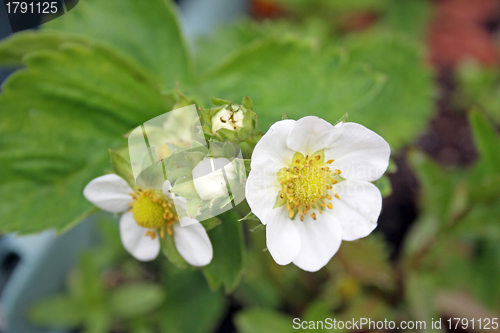 Image of strawberry flowers
