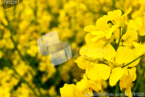 Image of Rape field