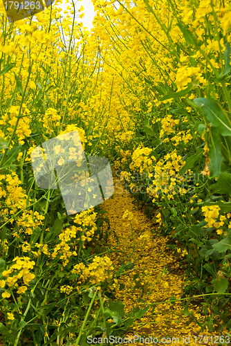 Image of Rape field