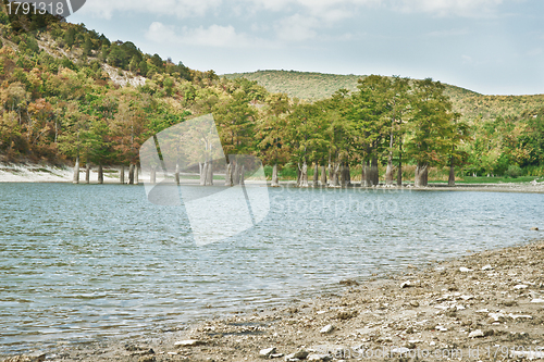 Image of Marsh cypress on the lake