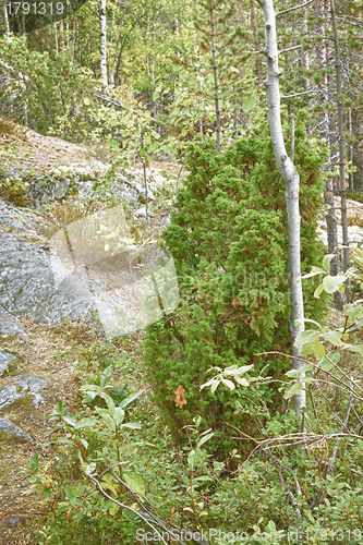 Image of Juniper grows on rocks