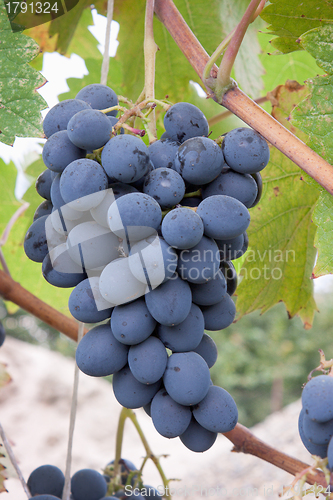 Image of A bunch of black grapes on the plantation