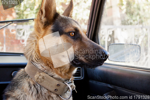 Image of Dog farmer in the car