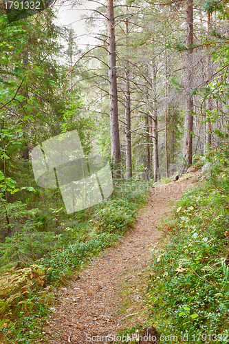 Image of Tourist paths in taiga forest. Russia 