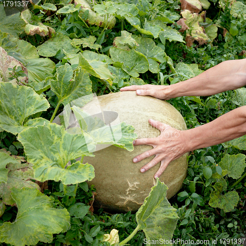 Image of Large pumpkin and hand of a peasant