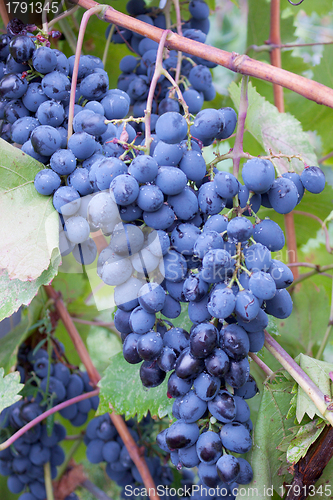 Image of A bunch of blue  grapes