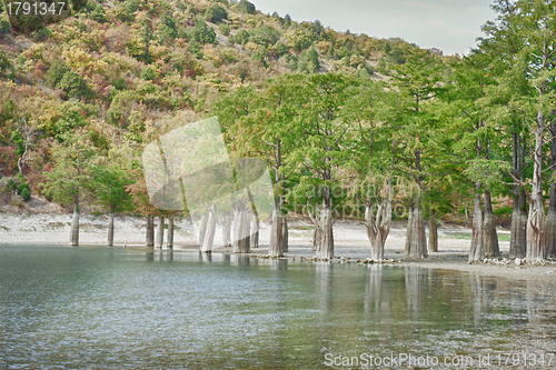 Image of Marsh cypress on the lake
