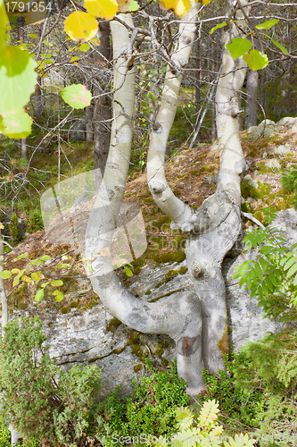 Image of The curve of aspen grows on rocks 