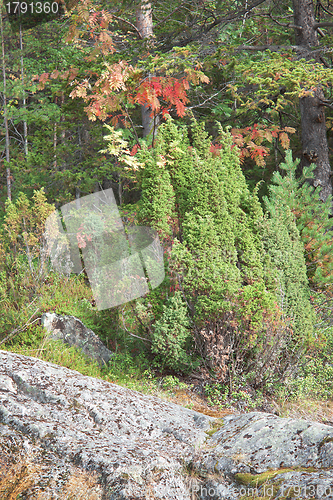 Image of Juniper grows on rocks
