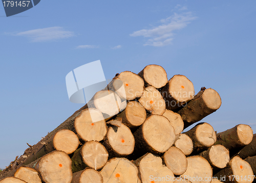 Image of Cut spruce fir tree logs on background of blue sky 