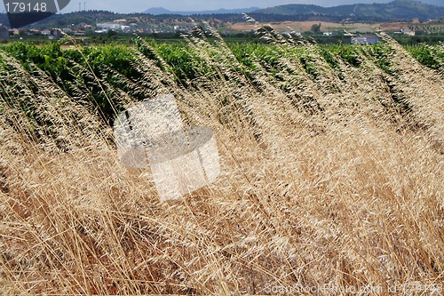Image of Wheat
