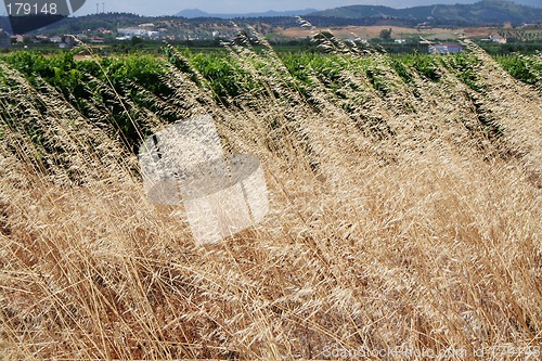 Image of Wheat