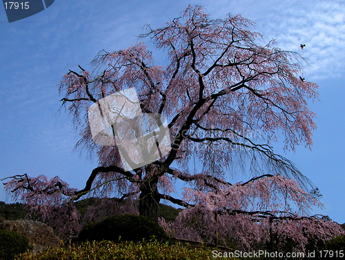 Image of Old Cherry Tree