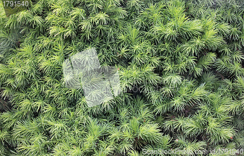 Image of Conifer Background