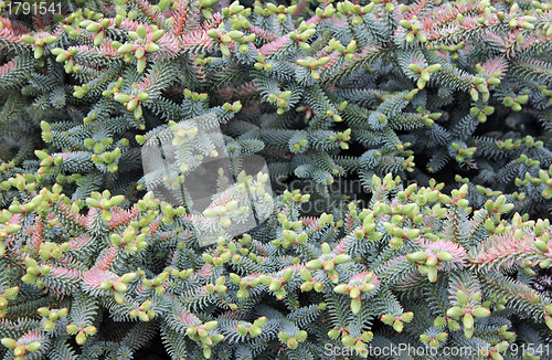 Image of Coniferous Branches