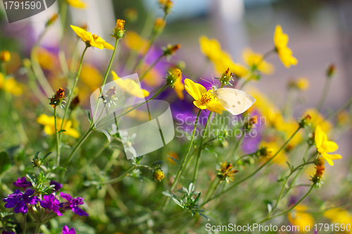 Image of Summer background with flowers and butterfly