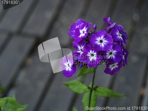 Image of Violet flower